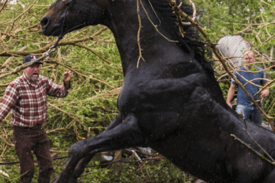 Hope in the Storm: The Horse Who Survived a Tornado.