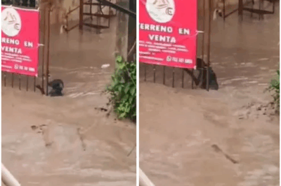 Heartbreaking moment brave dog clings to fence as horror floods in Mexico leave 28 dead with entire homes swept away