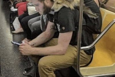 Through the Zipper Window: A Dog’s Journey of Love and Loyalty.