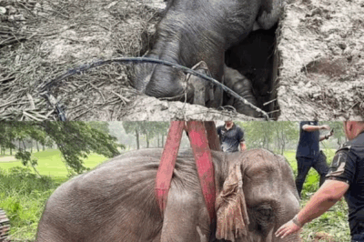 The Day the Forest Held Its Breath