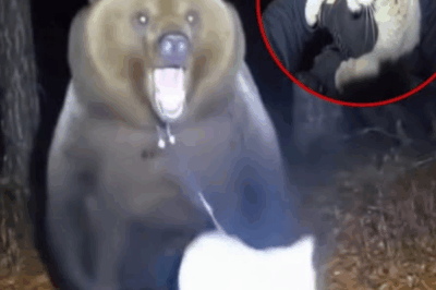 “Cop Risks It All to Save a Cat from a Grizzly — and What Happened After Changed Both Their Lives”