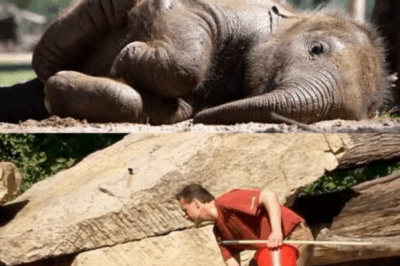 The Sleepiest Little Elephant in the World.