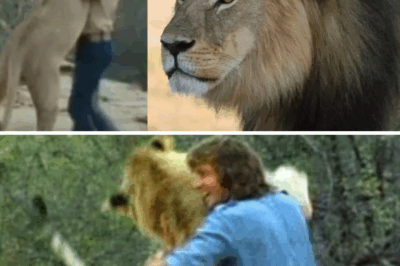 The Lion Who Remembered Love.