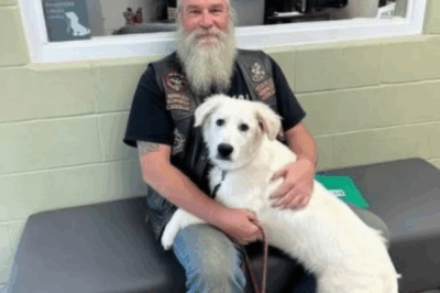 Biker Found This Dog Chained To A Bridge With A Note!