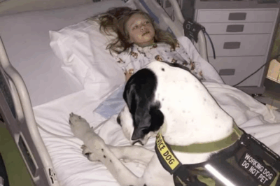 The Guardian with Four Paws.