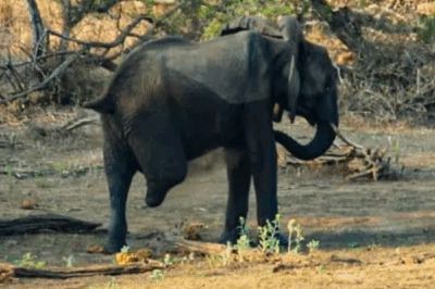 The Three-Legged Elephant: A Story of Strength Beyond Survival.