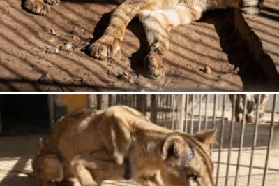 The Dying Lions of Khartoum: A Cry for Compassion Amid Collapse.