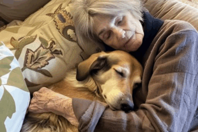 While My Family Fought Over Grandmas Will, I Was the Only One Who Took Her Beloved Dog and Discovered the Secret She Left Behind