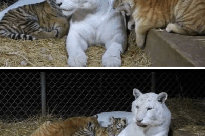 A Tiger’s Heart: Charlotte, Ginger, and the Changing Bonds of Love.