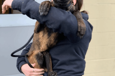 Emaciated Dog Contracts Pneumonia Soon After His Rescue, Powers Through Thanks to His ‘Angels’
