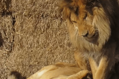 Leo and Muñeca: A Story of Unbreakable Love and Loyalty.