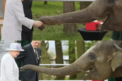 Nang Phaya: The Little Elephant Named in Honor of a Queen.