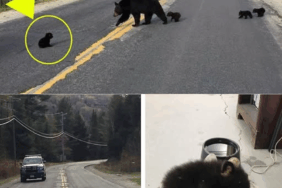 A Mother’s Cry: The Rescue That Saved a Bear Cub’s Life