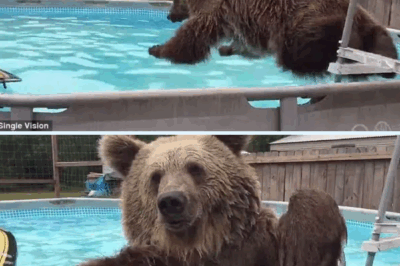 Bruiser the Bear: The 600-Pound Swimmer Who Loves a Good Belly Flop.