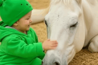Our Toddler Loved the Neighbors Horse, Then We Found Out Why They Had Such a Bond