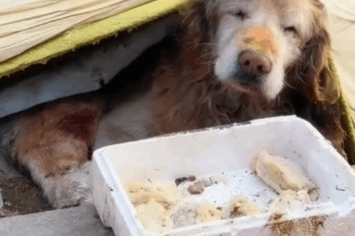 The Unbreakable Spirit of Wenwen: Abandoned, Blind, and Waiting for Love.