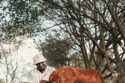 Doldol the Little Beetle: A Tiny Miracle Remembered.