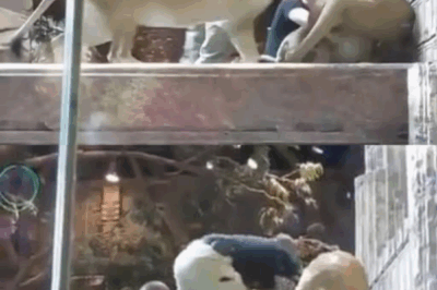 The Lioness Who Saved a Keeper: A Wild Act of Courage Caught on Camera.