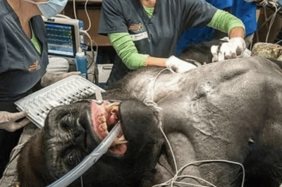 Fierce Strength, Gentle Heart: Majani’s Heroism.