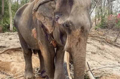 The Starving Giant: How a Pandemic Nearly Silenced Khun Pan.