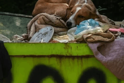 Sydney: Dumped Like Trash, Still Hoping for Love.