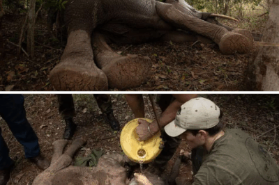 Rescue in the Hills — The Day a Baby Elephant Got a Second Chance.