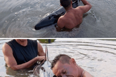 Surfers Trade Waves for a Life-Saving Mission: Rescuing a Stranded Baby Whale.