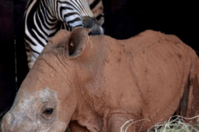 Daisy and Modjadji: The Orphaned Rhino and Zebra Who Found Family in Each Other.