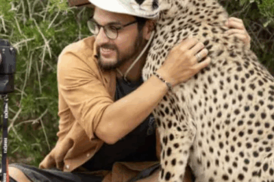 A Gentle Embrace: A Wildlife Photographer’s Unforgettable Encounter with a Cheetah