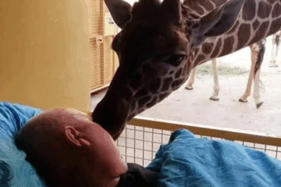 A Giraffe’s Last Goodbye: The Touching Farewell Between a Dying Zookeeper and the Animals He Loved.