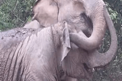 The Day MeBai Found Her Mother Again.