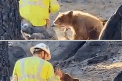The Man Who Went to Cut Trees and Found His Conscience Instead