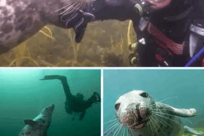 😱 DIVER ATTACKED — THEN STUNNED BY WHAT THE SEAL DID NEXT! 🦭💥