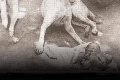 “The Night Three Stray Dogs Saved a Baby: A True Story from Kolkata, 1996”
