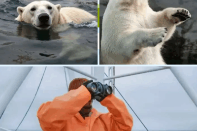“A Starving Polar Bear Was Spotted Signaling a Fishing Boat for Help — What the Fishermen Did Next Not Only Saved Its Life but Revealed a Heartbreaking Truth About What’s Really Happening in the Arctic.”