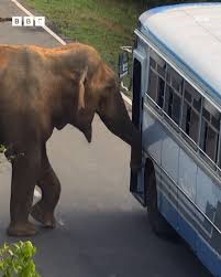 Raja the “Tax Collector”: Sri Lanka’s Gentle Giant Who Stops Cars for Snacks.